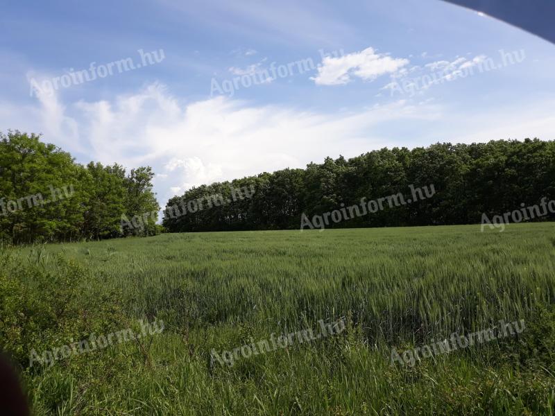 Erdő Heves megyében Eladó Erdő Natura 2000