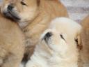 Csau-csau puppys chow chow puppys