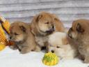 Csau-csau puppys chow chow puppys