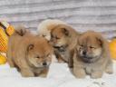 Csau-csau puppys chow chow puppys