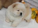 Csau-csau puppys chow chow puppys