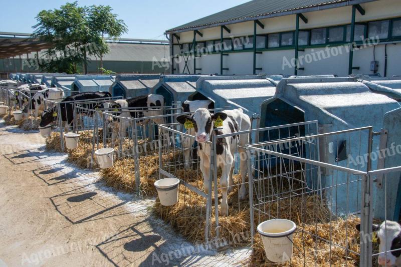 Műszakvezetői állás holstein-fríz tejelő szarvasmarha telepre