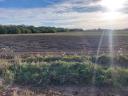 Egybefüggő 36 hektár szántóföld 1/1 tulajdonostól Szabolcs-Szatmár-Bereg Vármegyében eladó