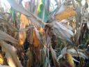 PK-004 Organikus Kukorica előrendelési AKCIÓ! - A nemesítés új iránya