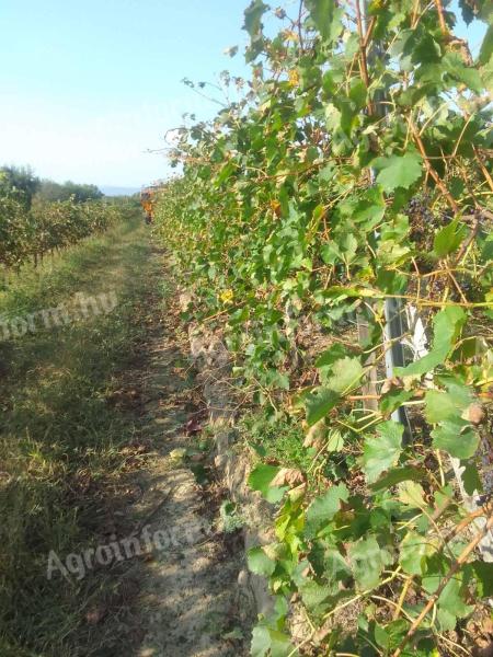 Szőlőültetvény eladó Szőlősgyörök Gyugy Somogy vármegye Gyugy