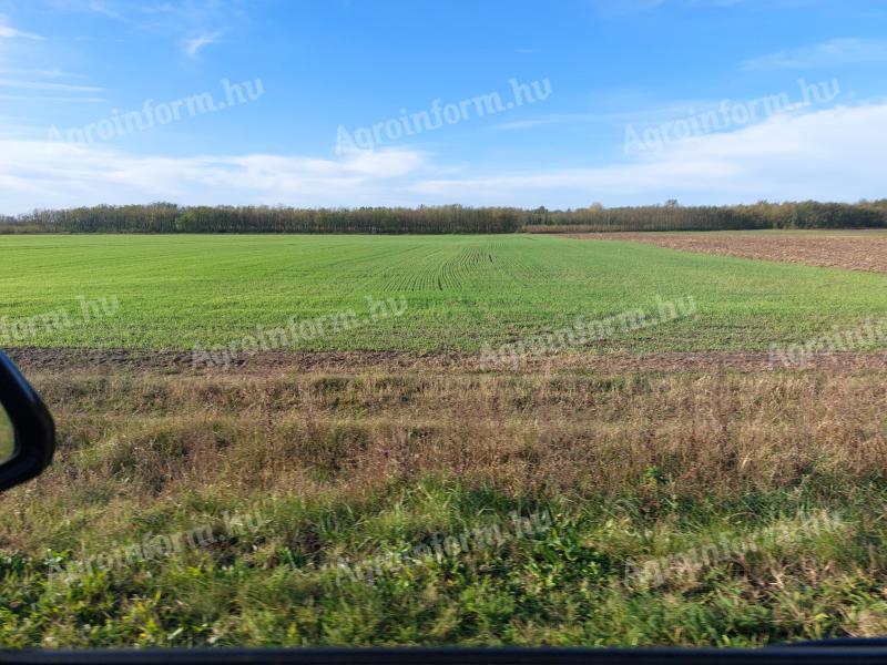 36 hektár szántóföld egységes szántó termőföld eladó Szabolcs Szatmár Vármegyen
