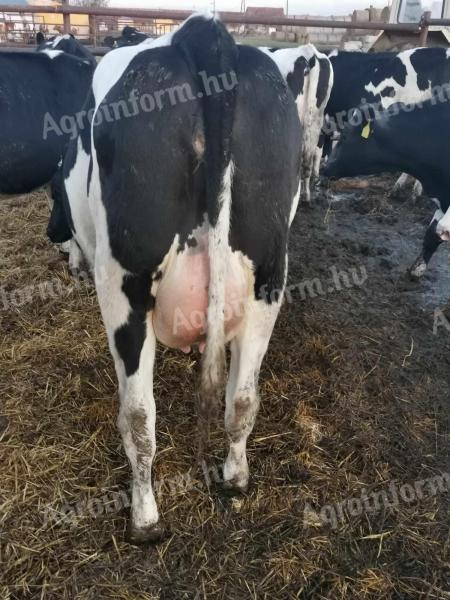 Holstein-Friez pottyantós vemhes üsző