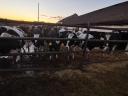 Holstein-Friez vemhes üsző