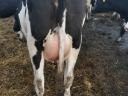 Holstein-Friez vemhes üsző