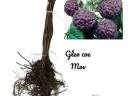 Glen Coe lila málna