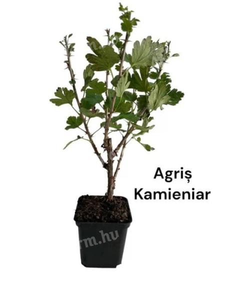 Kamieniar vörös egres