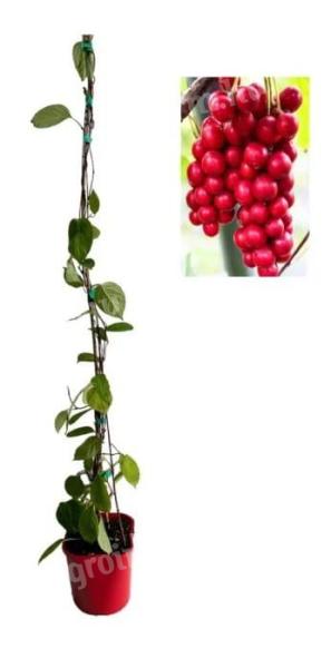 Schisandra chinensis Sadova,  az 5 ízű gyümölcs