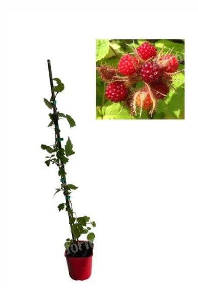 Japán málna (Rubus Phoenicolasius) 80-100cm