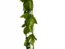 Maracuja - Maracuja - Passiflora edulis 80-100cm