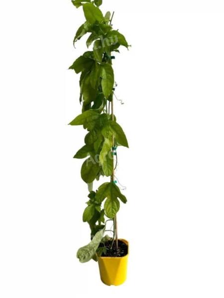 Maracuja - Maracuja - Passiflora edulis 80-100cm