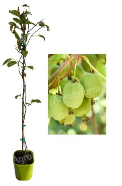 Mini Kiwi Actinidia Arguta Kokuwa,  öntermékeny 80-100 cm