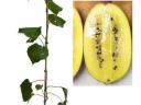Sárga kivi actinidia deliciosa Arnold öntermékeny