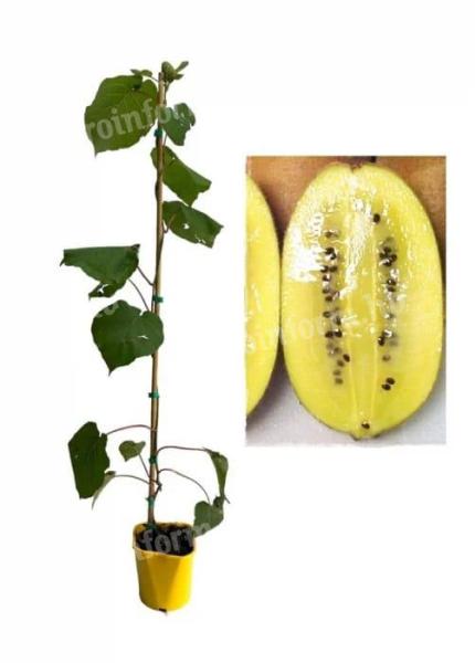 Sárga kivi actinidia deliciosa Arnold öntermékeny