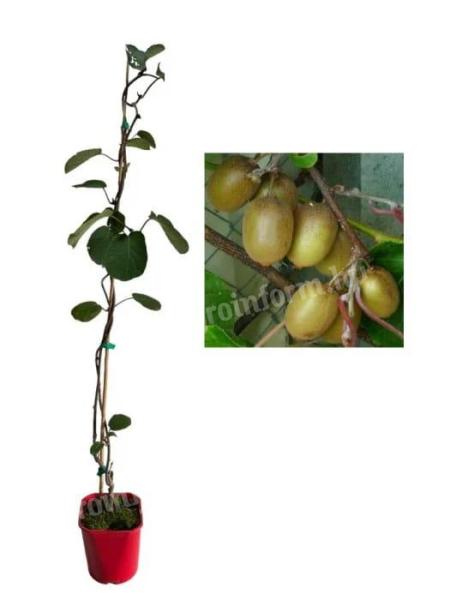 Kiwi Actinidia Deliciosa Hayward nőstény