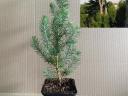Pinus Pinea Coconar,  Esernyőfenyő 20-30 cm