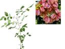 Kínai lángfa - Koelreuteria bipinnata