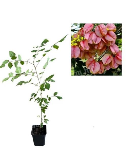 Kínai lángfa - Koelreuteria bipinnata