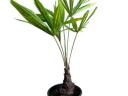 Fagyálló pálmafa 40-50 cm (Trachycarpus fortunei)