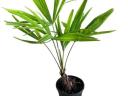 Fagyálló pálmafa 40-50 cm (Trachycarpus fortunei)