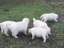 Komondor kiskutyák