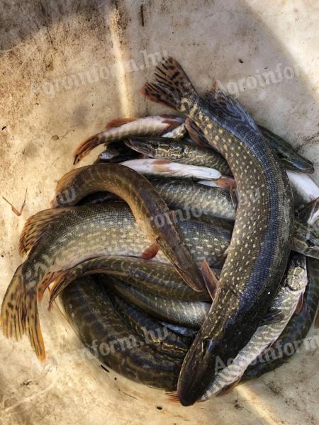 Tatai tógazdaságból piaci ponty,  csuka,  amúr,  keszeg,  kárász eladó