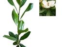 Magnolia grandiflora örökzöld 30-50 cm