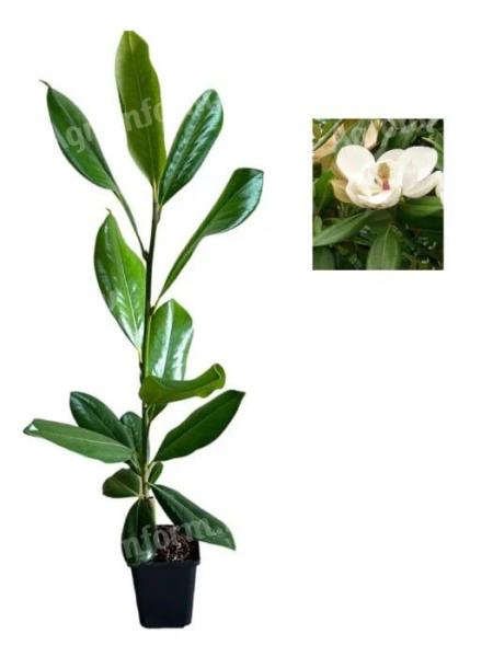 Magnolia grandiflora örökzöld 30-50 cm
