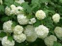 Labda rozsa(Viburnum opulus)