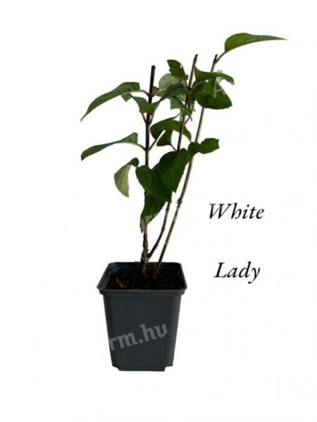White Lady hortenzia