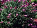 Rózsaszín nyári liliom (Buddleja dav. Pink Delight)