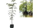 Tavi ciprus (Taxodium distichum),  60 - 80 cm