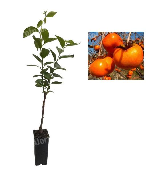 Kaki Jiro,  60-80 cm