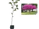 Júdásfa - Cercis canadensis