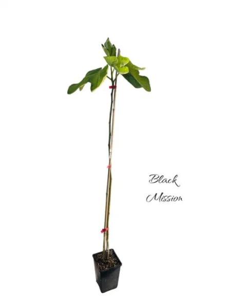 Füge gyümölcsön,  Black Mission 60-80 cm