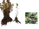 Fekete berkenye Aronia 'Nero',  3 éves 40 - 60 cm