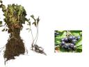 Aronia Nero sövény,  20 - 30 cm