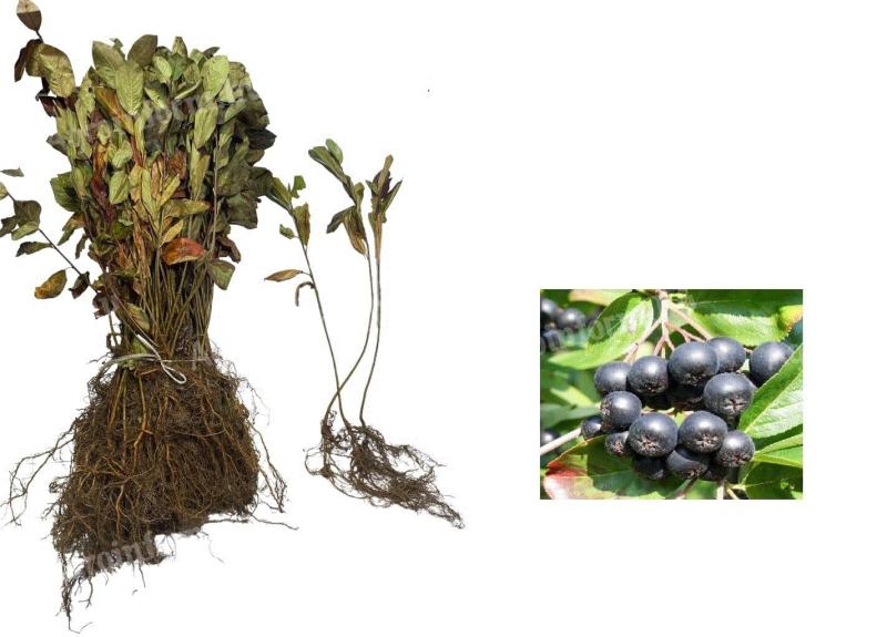 Aronia Nero sövény,  20 - 30 cm