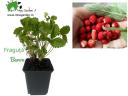 Szamóca (Fragaria vesca) Baron,  2 év