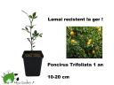 Fagyálló citrom,  Poncirus Trifoliata,  magassága 10-20 cm,  p9 cserépben