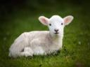 Lamb Milk Bárány tejpótló