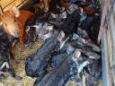 Szőke,  vörös,  fecskehasú,  fekete mangalica malacok
