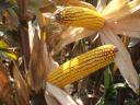 Középérésű kukorica vetőmag (FAO 350)