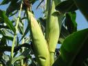 Kettős hasznosítású kukorica vetőmag (FAO 450)