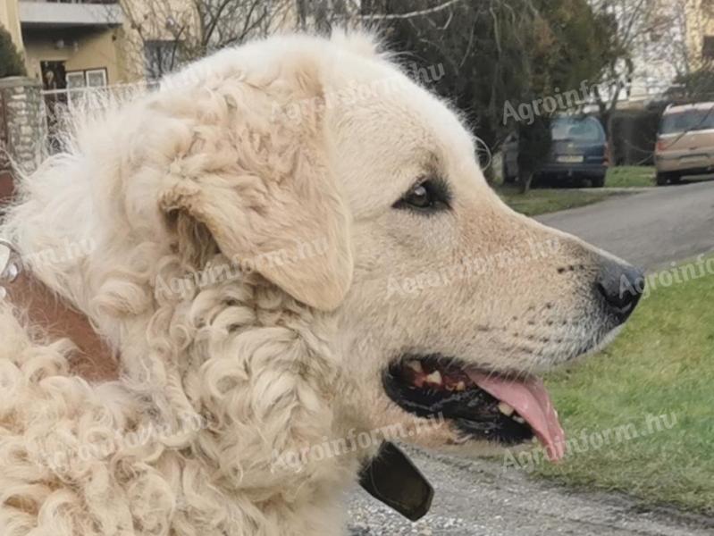 Fajtatiszta kuvasz kölykök kaphatók