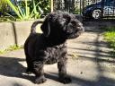Óriás Schnauzer
